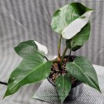 Cây Trầu Bà Công Chúa Trắng – Philodendron White Princess