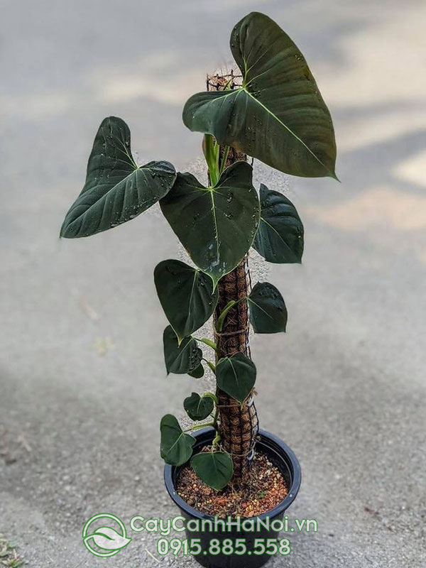 Cây Philodendron Lupinum leo cột