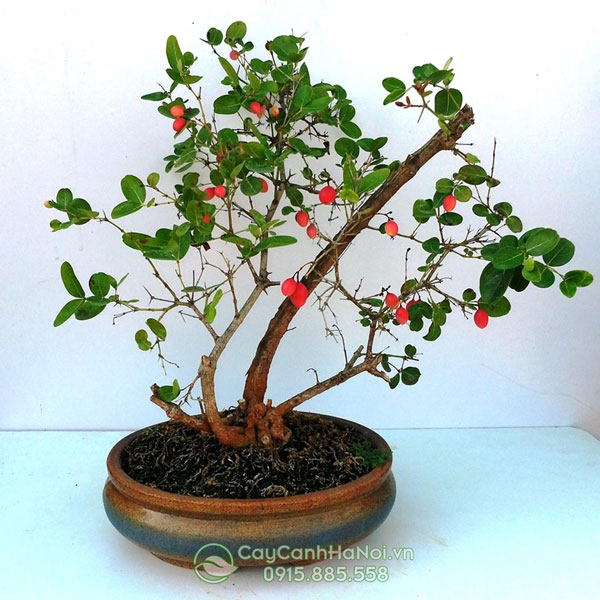Cây si rô trồng chậu bonsai
