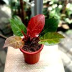 Cây Trầu Bà Đế Vương Cam – Philodendron Red Cherry