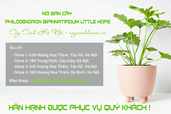 Cửa hàng bán cây hy vọng đẹp tại Hà Nội