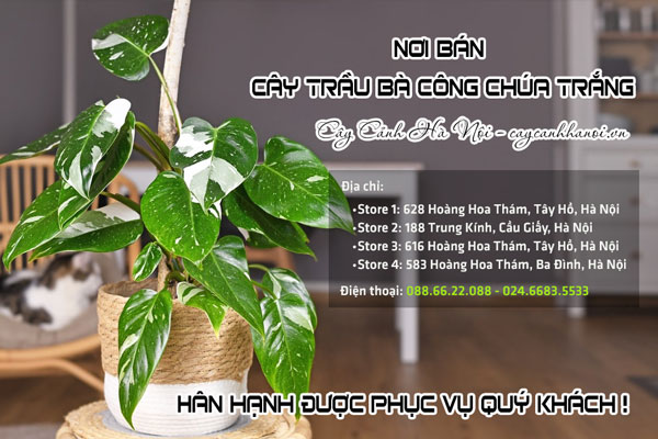 Cửa hàng bán cây trầu bà công chúa trắng tại Hà Nội