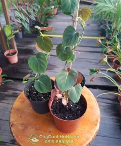 Đặc điểm cây Philodendron Lupinum