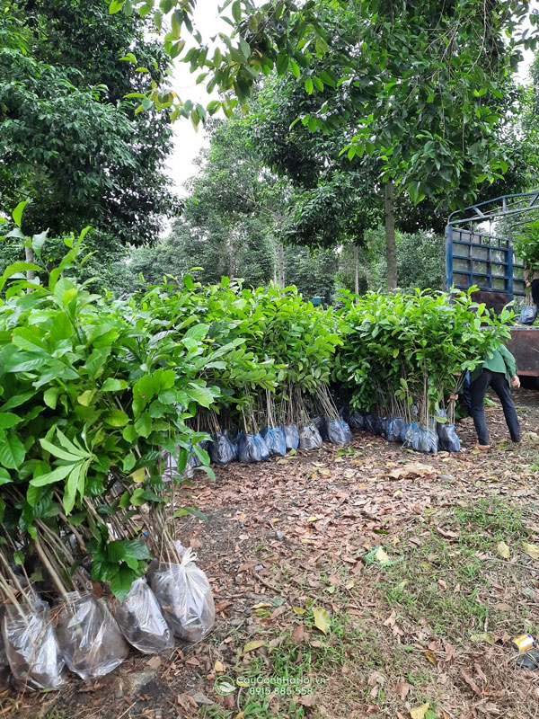 Địa chỉ bán cây dổi xanh tại Hà Nội