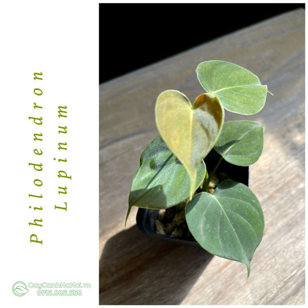 Nguồn gốc Cây Philodendron Lupinum