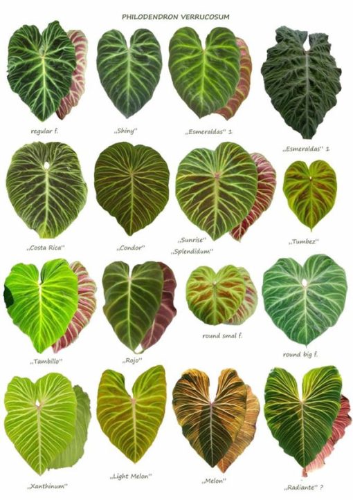 Các dạng lá cây trầu bà Verrucosum