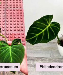 Cách phân biệt cây Philodendron Luxurians và Verrucosum