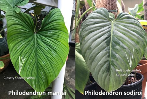 Cách phân biệt cây Philodendron Sodiroi và Philodendron Mamei