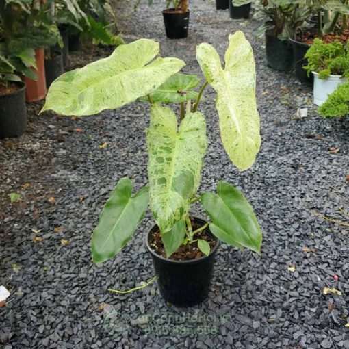 Cây Paraiso Verde trồng sân vườn nhiệt đớt