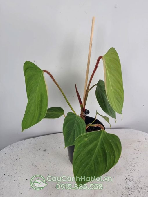 Cây Philodendron 'Fuzzy Petiole'