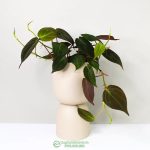 Cây Trầu Bà Micans – Philodendron Micans