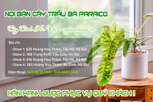 Nơi bán cây trầu bà Paraiso đẹp tại Hà Nội