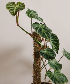 Đặc điểm cây Philodendron Verrucosum