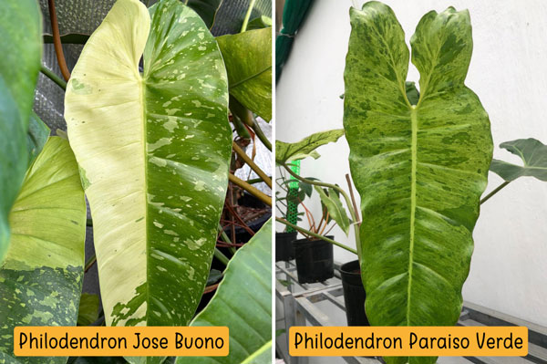 Phân biệt cây P. Paraiso Verde và cây P.Jose Buono