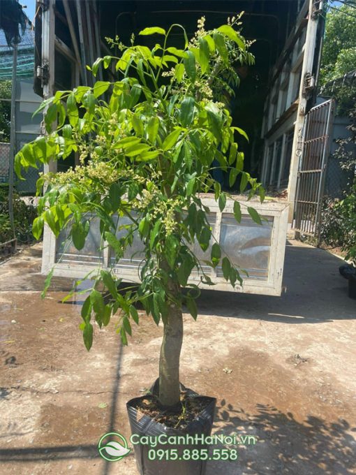 Bán cây giống cóc thái tại Hà Nội