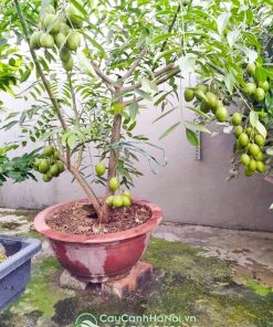 Cách trồng cây cốc thái