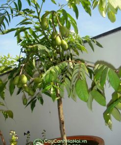 Cách trồng cây cóc trong chậu