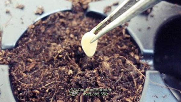 cách trồng hạt giống sen đá