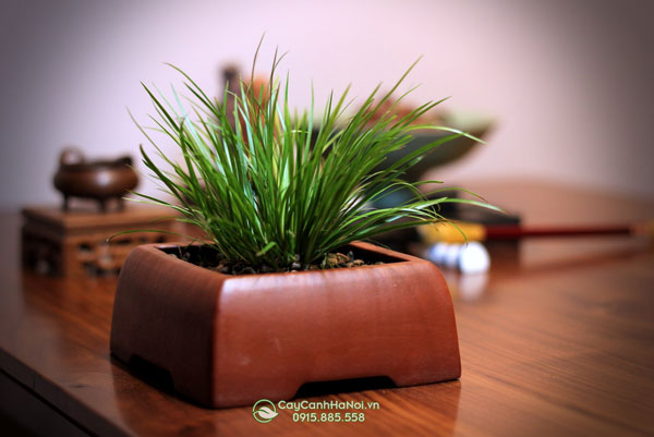 Cây cỏ thạch xương bồ có nguồn gốc từ Nhật Bản và Trung Quốc
