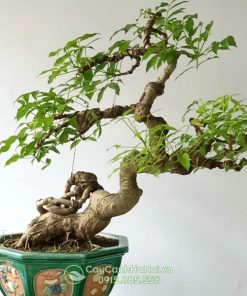 Cây cóc thái bonsai