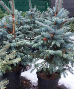 Blue spruce (Picea pungens) Nobilis