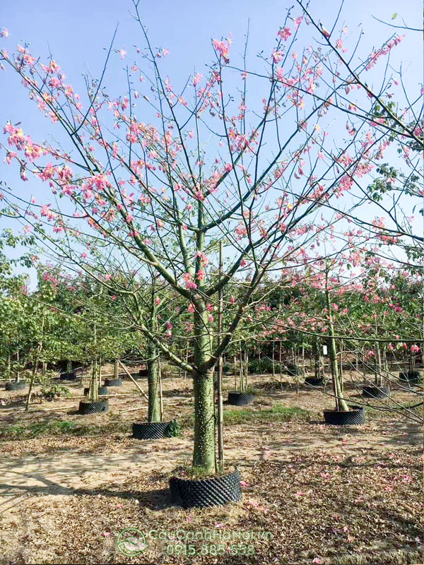 Bán cây hồng mỹ nhân nhiều kích thước tại Hà Nội
