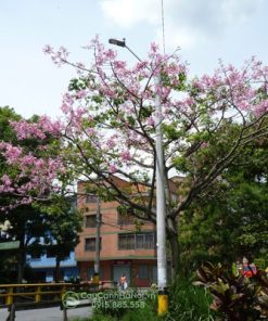 Cây hồng mỹ nhân trồng công viên