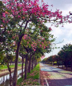 Cây hồng mỹ nhân trồng đường phố