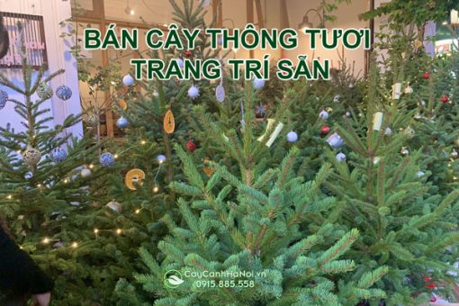 Bán cây thông tươi trang trí sẳn giá rẻ tại Hà Nội