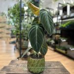 Cây Trầu Bà Melano – Philodendron Melanochrysum