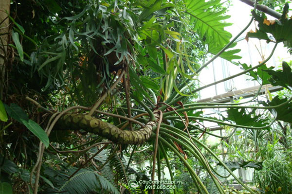 Các loài Philodendron có nguồn gốc tự rừng mưa nhiệt đới