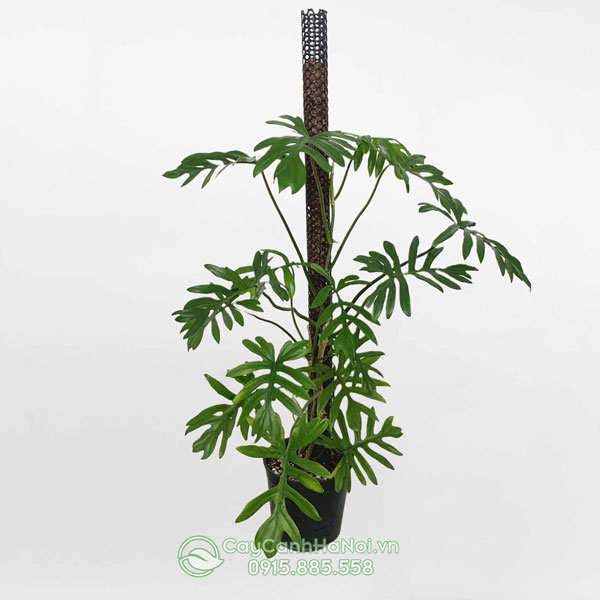 Cây trầu bà Mayoi -Philodendron Mayoi