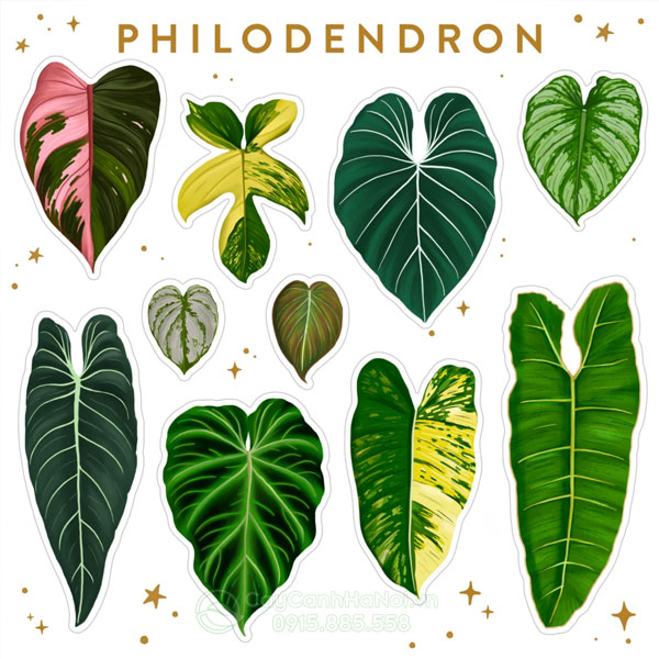 Lá Philodendron có nhiều màu sắc khác nhau