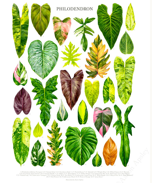 Tổng hợp các dạng lá của các loại cây Philodendron