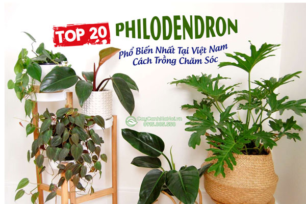 Top 20+ Loài Philodendron Phổ Biến Nhất Tại Việt Nam Cách Trồng Chăm Sóc