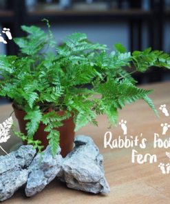 Cách trồng và chăm sóc cây dương xỉ đuôi thỏ