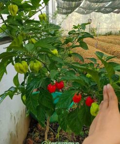 Cây ớt cảnh trồng sân vườn nhà