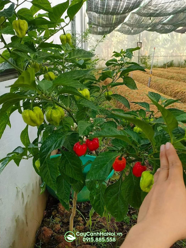 Cây ớt cảnh trồng sân vườn nhà
