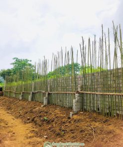 Cây trúc sào trồng hàng rào