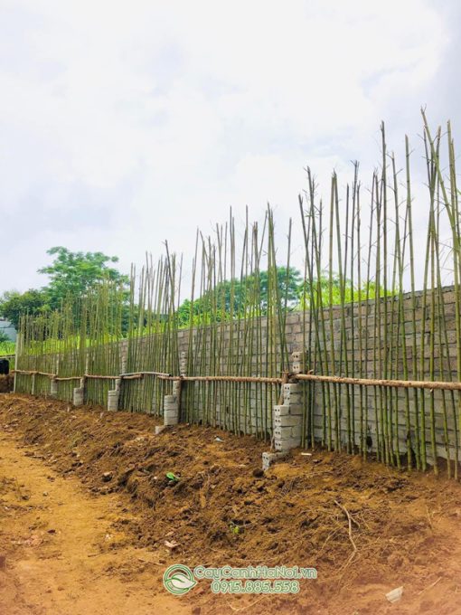 Cây trúc sào trồng hàng rào