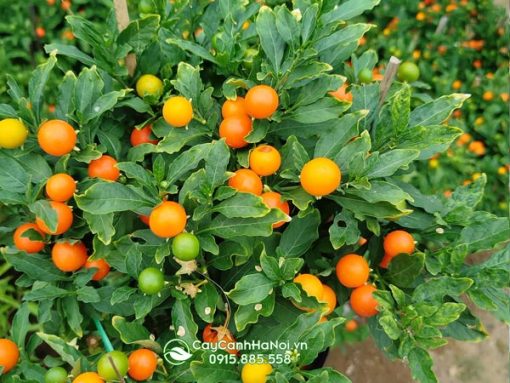 Địa chỉ bán các loại cây ớt cảnh tại Hà Nội