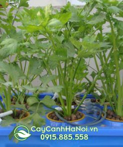 Dung dịch thủy canh Bio Life trồng rau thủy canh