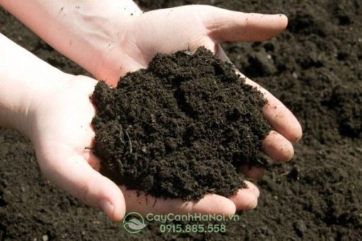 Những lợi ích của phân trùn quế