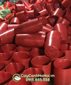 Nơi bán chậu nhựa đỏ mềm giá rẻ tại Hà Nội