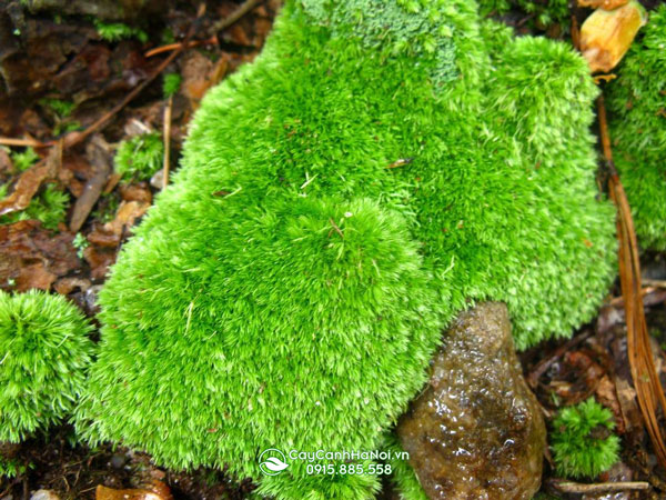 Rêu Cushion Moss / rêu Bun Moss (Leucobryum glaucum)