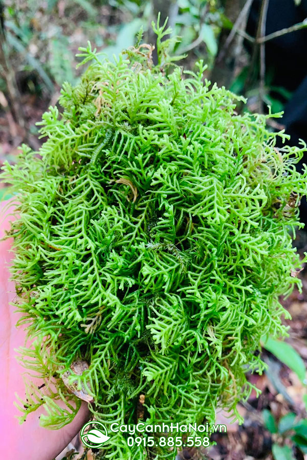 Rêu Fern Moss (Thuidiumophiatulum)