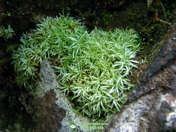 Rêu cỏ Octoblephanum Albidu