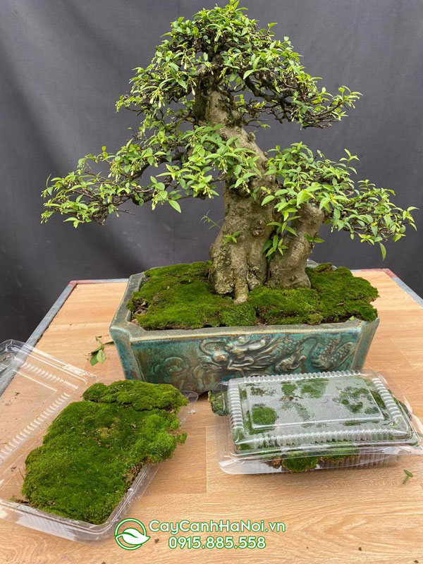 Sử dụng rêu nhung bonsai phủ nền cây cảnh nghệ thuật