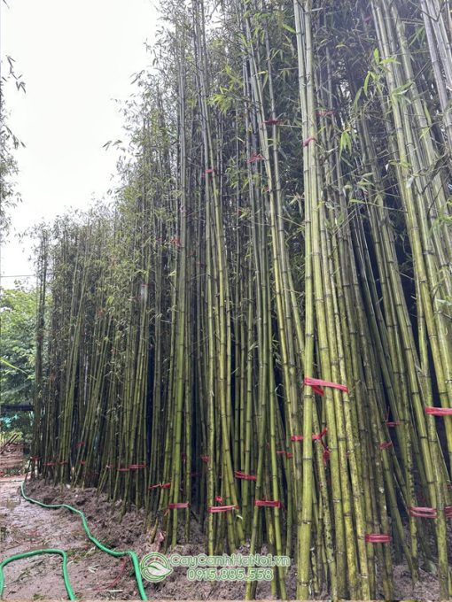 Vườn ươm cây trúc Cao Bằng