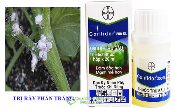 CONFIDOR 200SL trị rầy phấn trắng